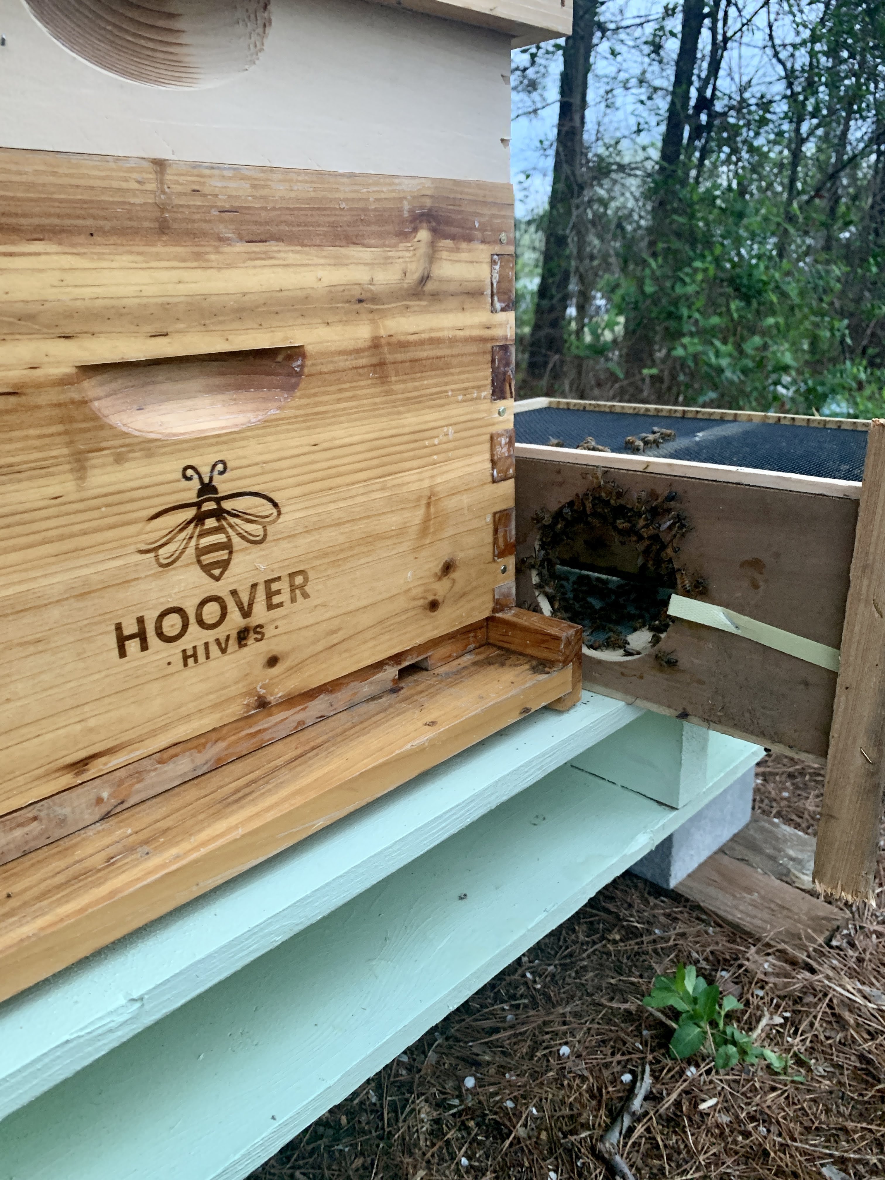 Honey Bees